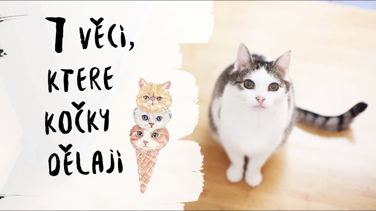 7 вещей, которые делают кошки! NotSoFunnyAny