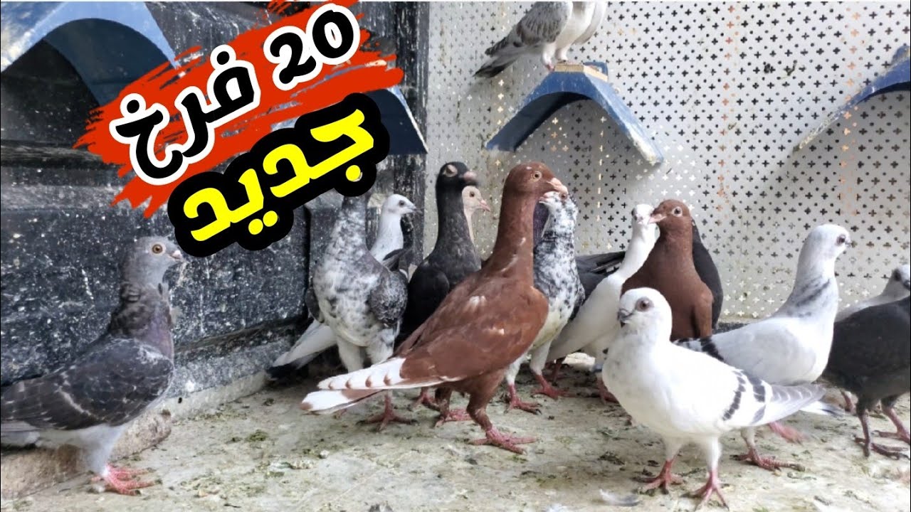 20 فرخ جديد على السطح