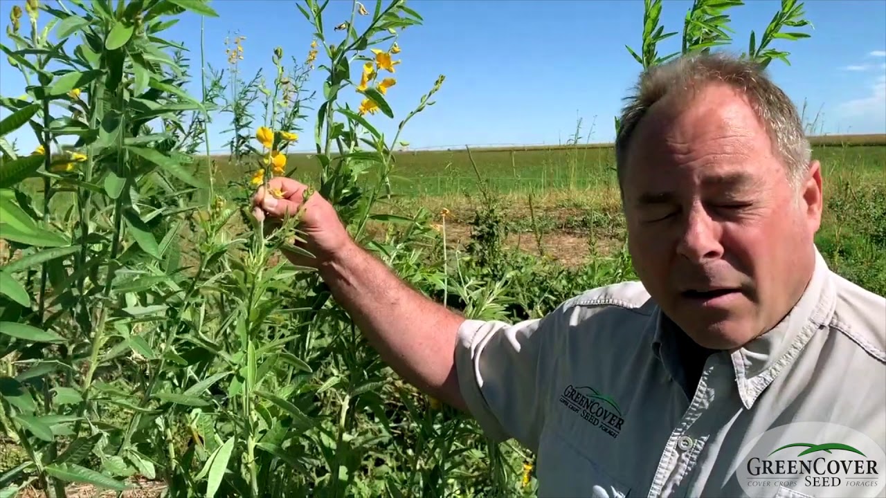 VNS Sunn Hemp - Test Plots 2019