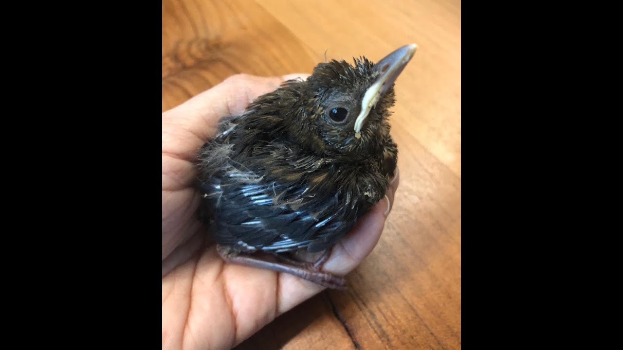 La storia di Merlina: come salvare un uccello caduto dal nido