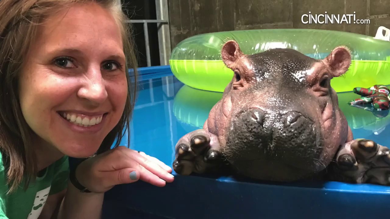 Fiona the hippo's first birthday