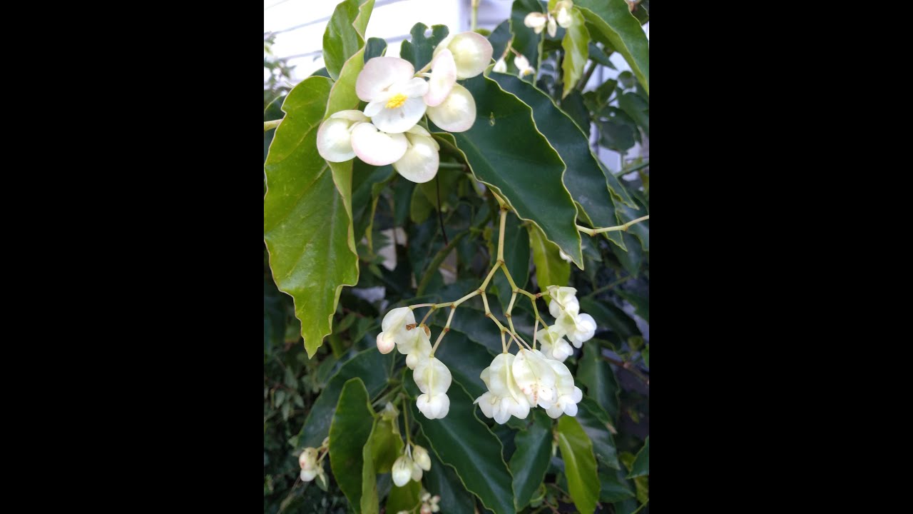 Cane Begonia Care Tips. Includes potting-on and pruning. Trish. The Gong Gardener