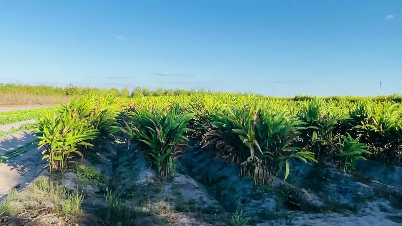 HMONG INSPIRING CHANNEL~10acres Lot of Land For Sale $270K Include Crops in Zolfo Springs FL Jan2026