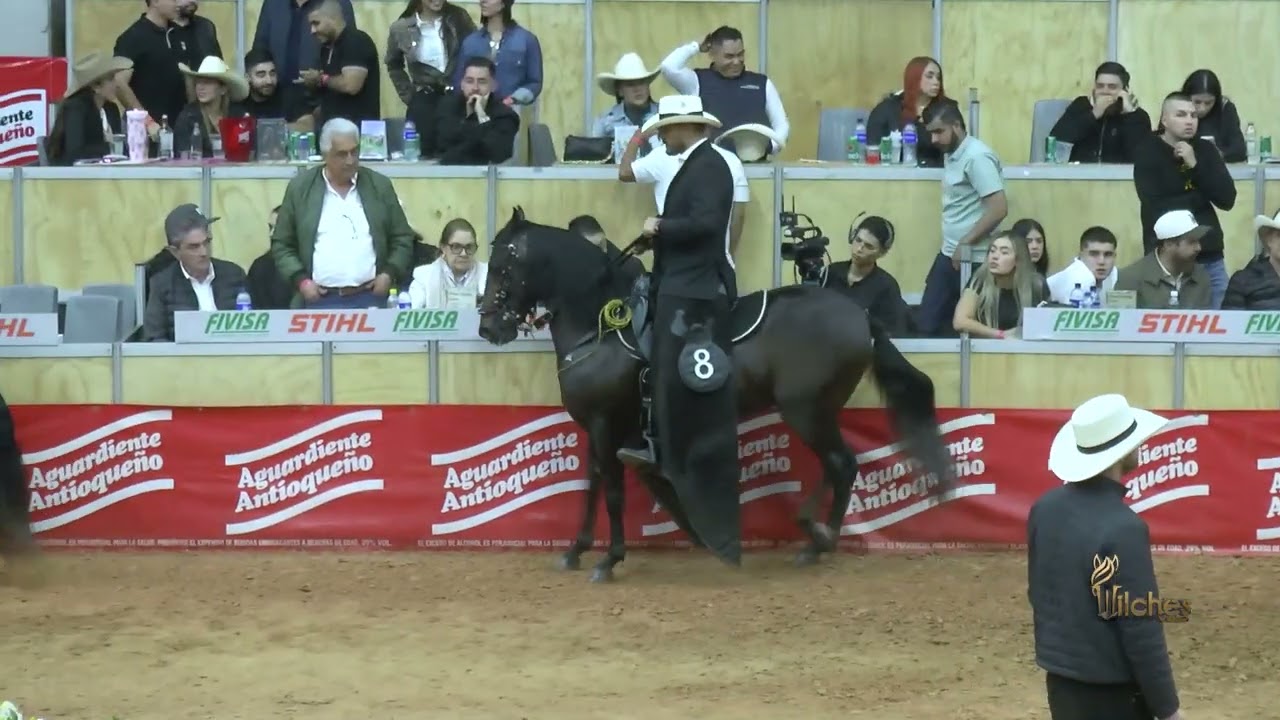COMPLEMENTO DEL TREBOL, SEGUNDO FINALISTA PASO FINO COLOMBIANO 50  EXPOORIENTE GRADO A 2026