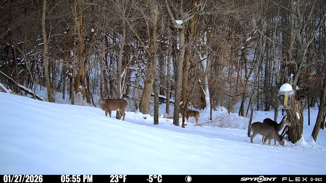 Trail Camera footage 01/27/2026 but only when deer are on screen