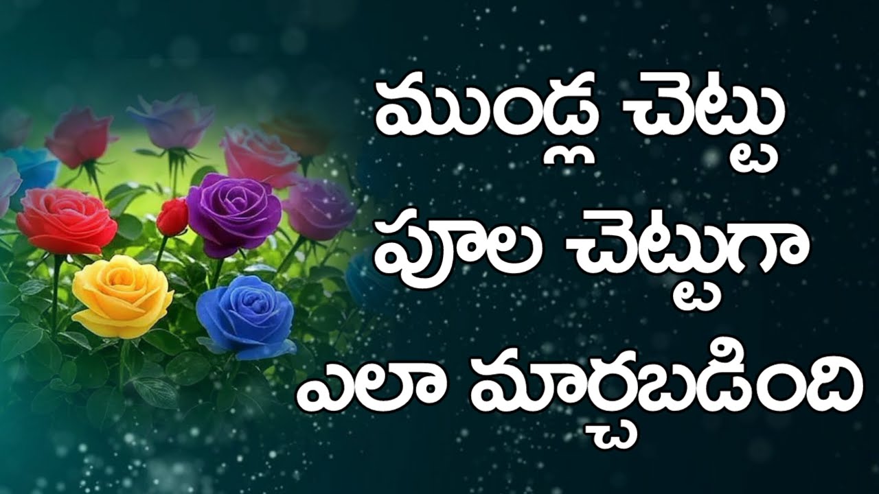 ముండ్ల చెట్టు పూల చెట్టుగా ఎలా మార్చబడింది 