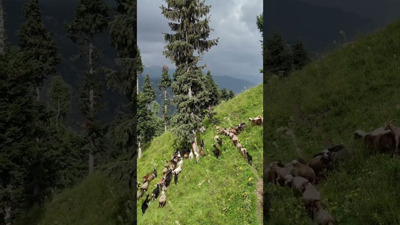 #путешествия #видпарачинара #горы #природа