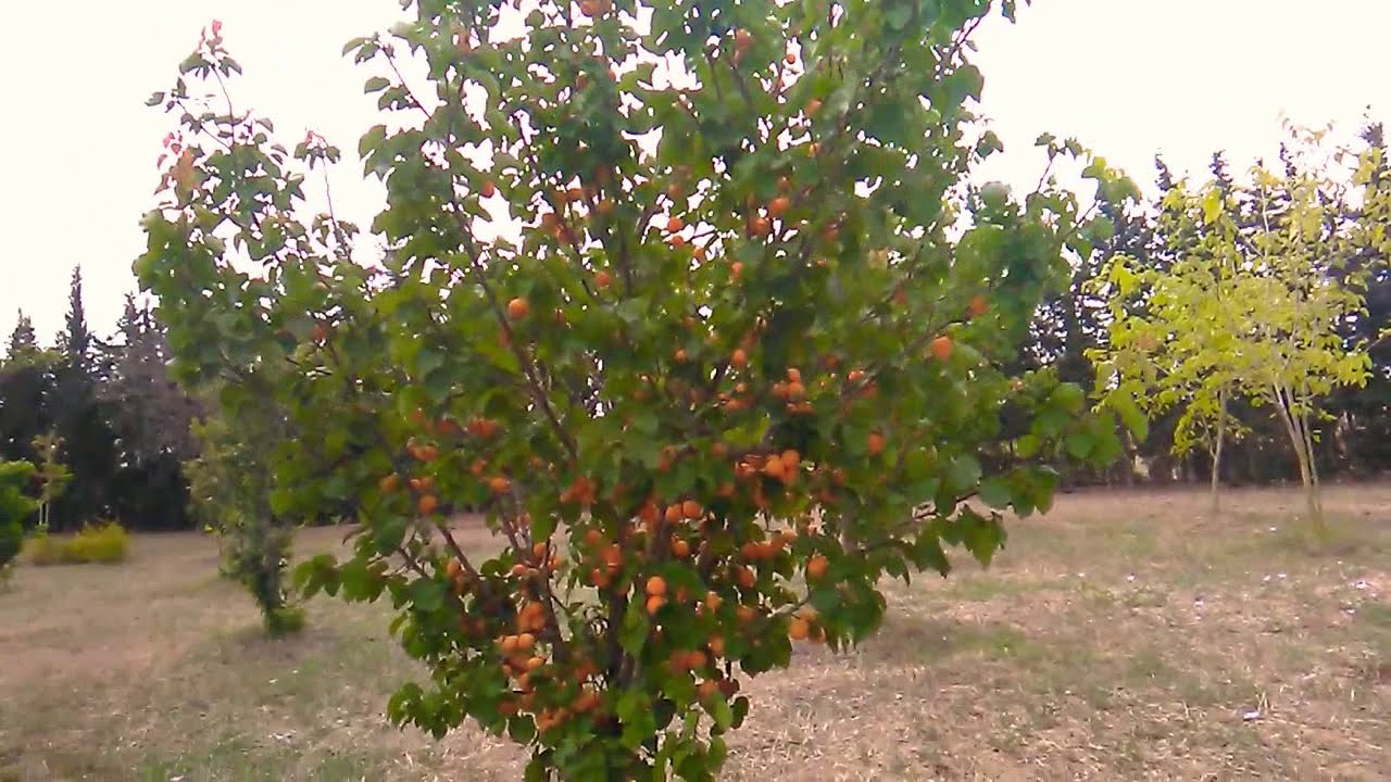 نزهة في بستان الفواكه في فصل الربيع