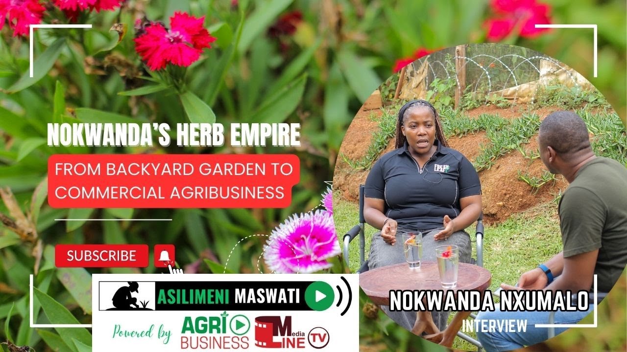 ASILIMENI MASWATI – Episode 11 | Nokwanda Nxumalo’s Commercial Herb Empire 🌿