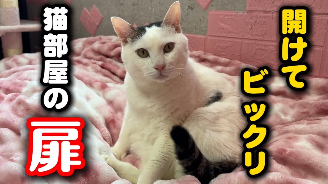 保護猫シェルターが改造されていました