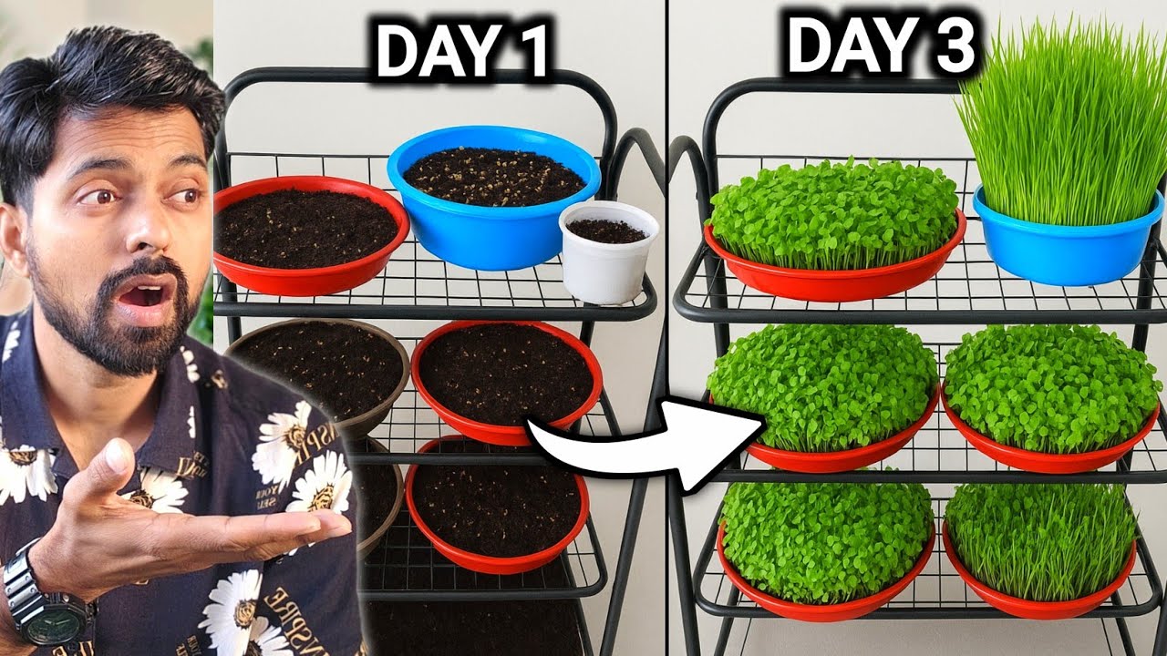  How to Grow Microgreen at Home | सिर्फ 3 दिन में माइक्रोग्रीन उगाओ