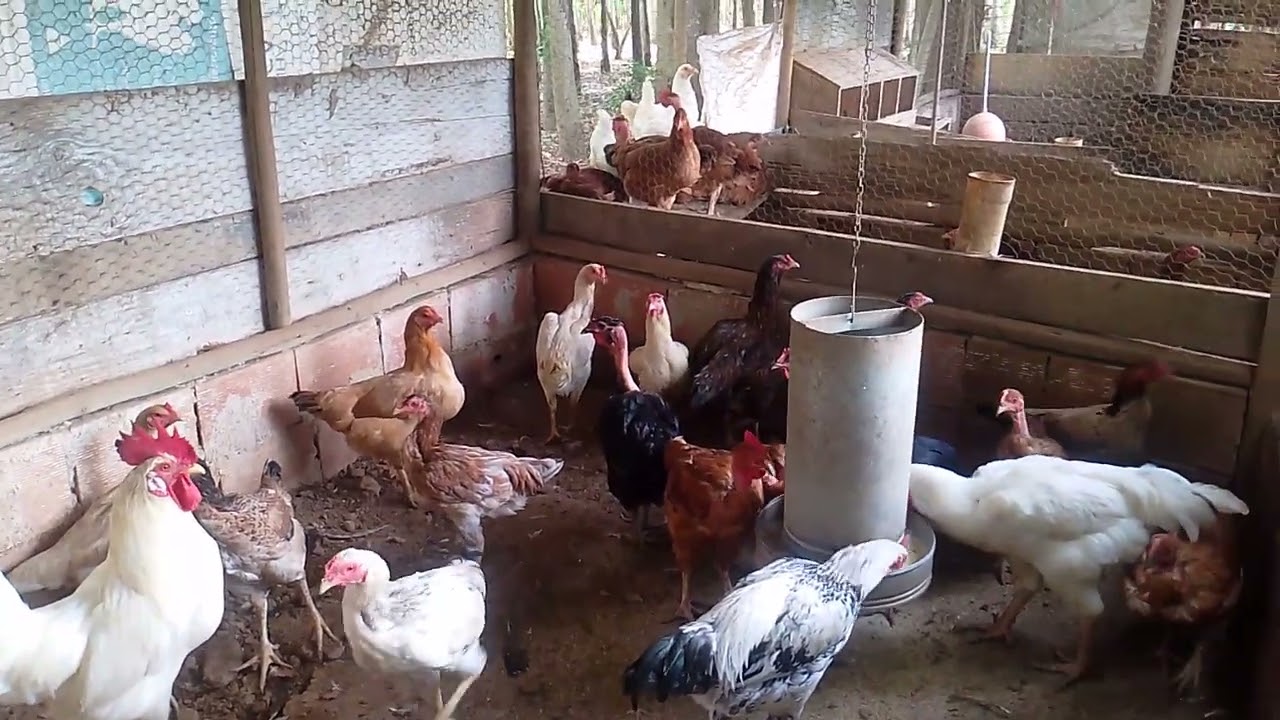 Galinhas caipira do criatorio de galinha caipira porteira branca.