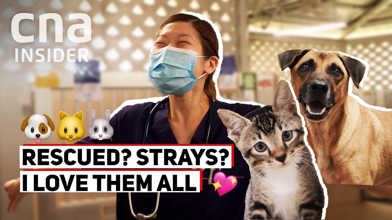 SPCA Vet On That Euthanasia Question, And Caring For Strays & Rescues