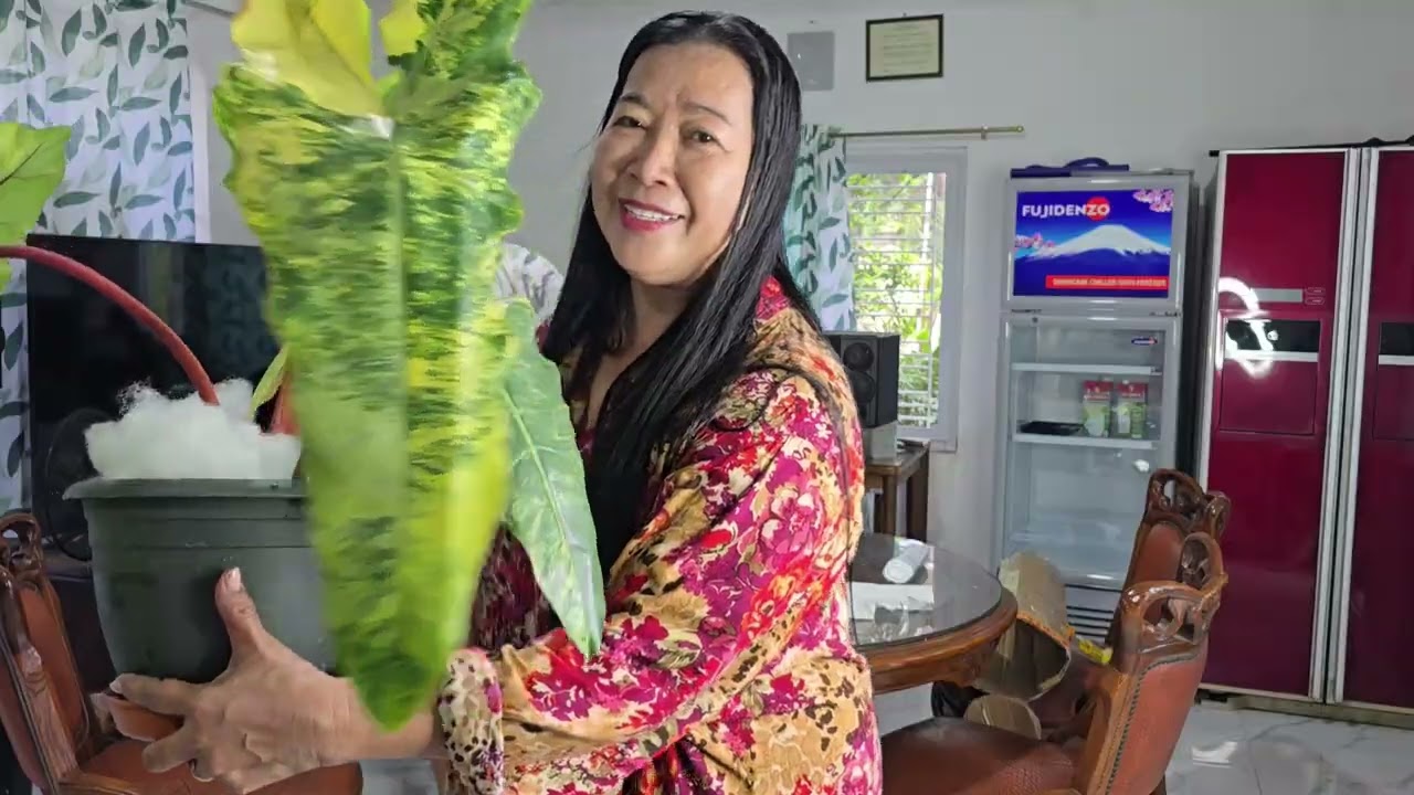 Exciting Horti Filipina Plants Haul | Super amazing rare newly hybrid Philos 