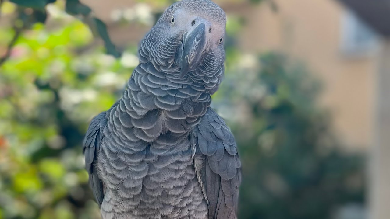 Pappagallo cenerino NON PRENDETE PRIMA di vedere questo video