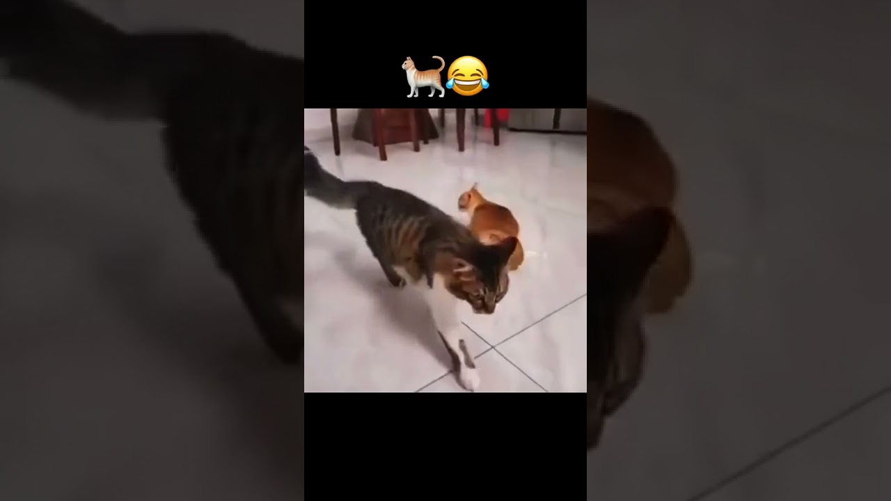 gata en celo y el no le ase caso que tonto 