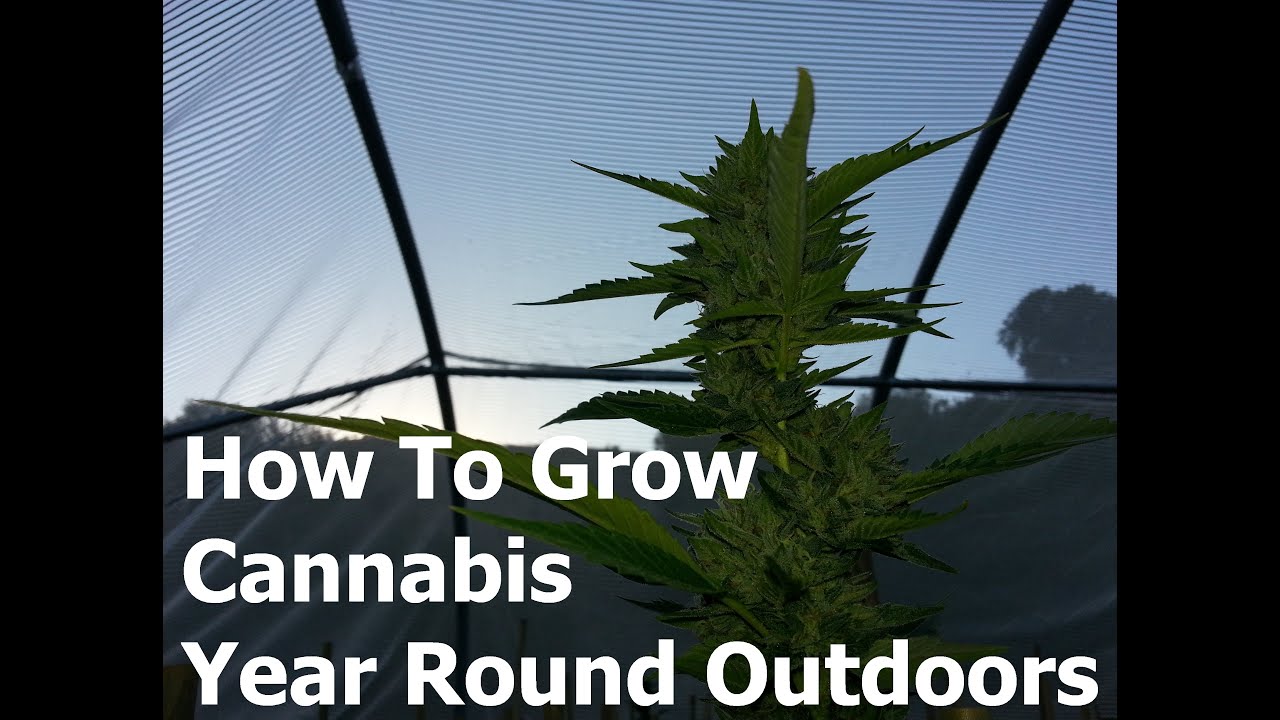 How To Grow Cannabis Year Round Outdoors - Part 3