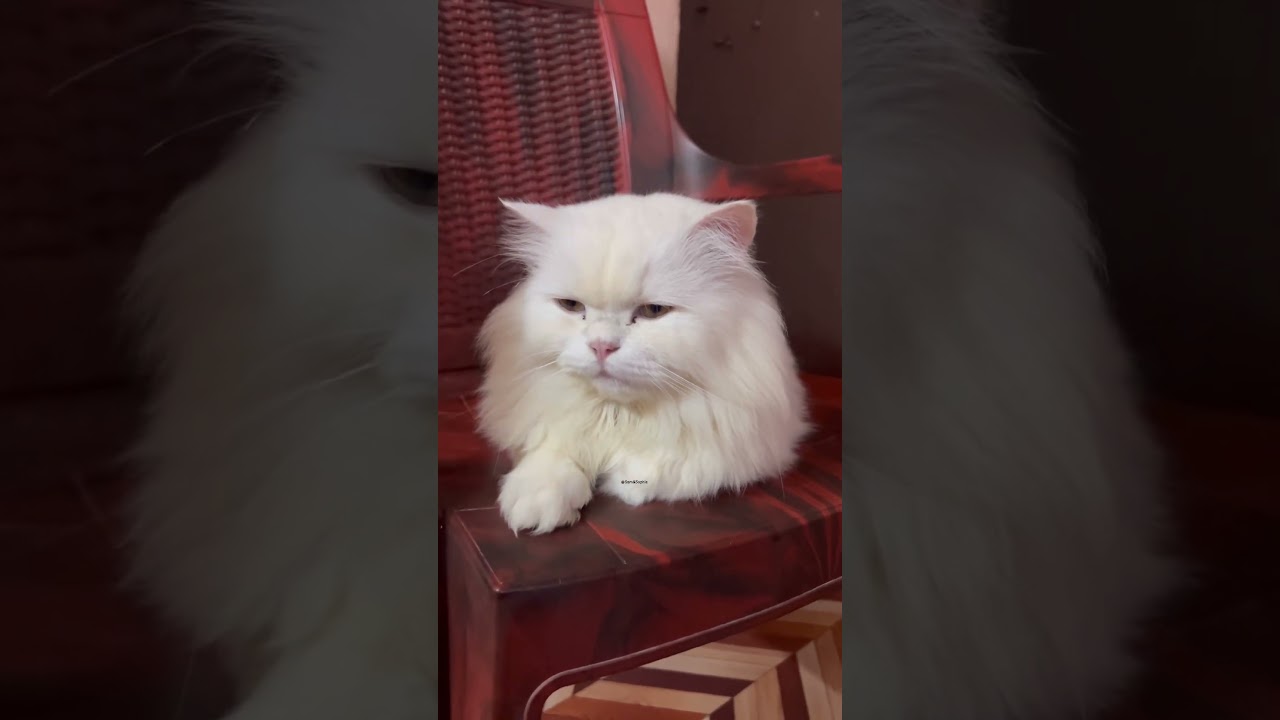 Mai Sach me aisa sonchta hun #cutecats #cats #trending #popular #youtubeshorts_