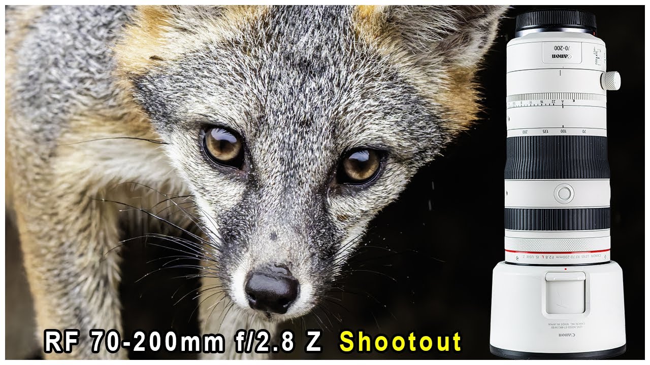 Canon RF 70-200 f2.8 Z (3000$) против RF 70-200 f/4 (1500$) + RF 100-500 f/7.1 + RF 100-400 f/8 +...