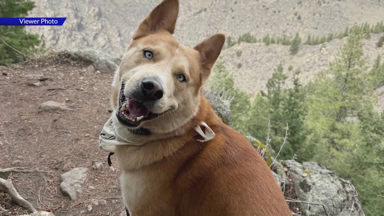 Golden-area family pleads for help finding stolen dog