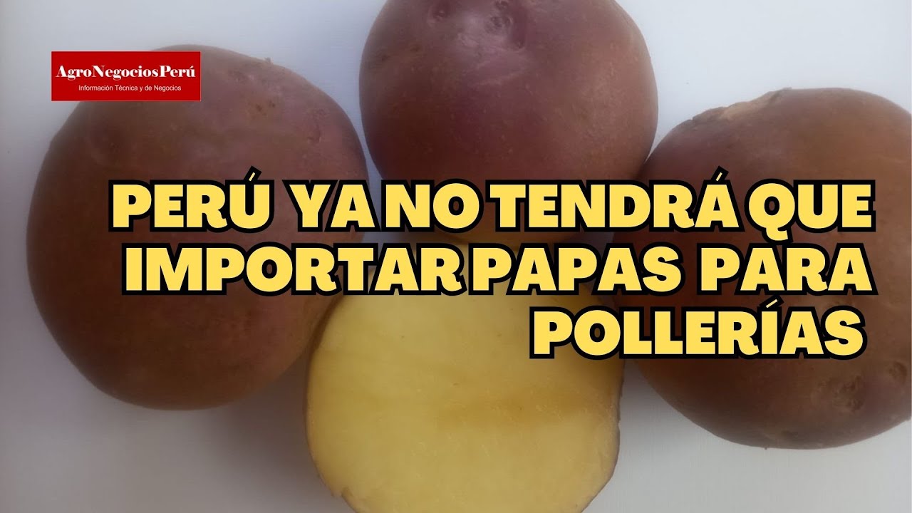 Perú obtiene dos super variedades de papa que reemplazarán a las papas importadas para pollerías