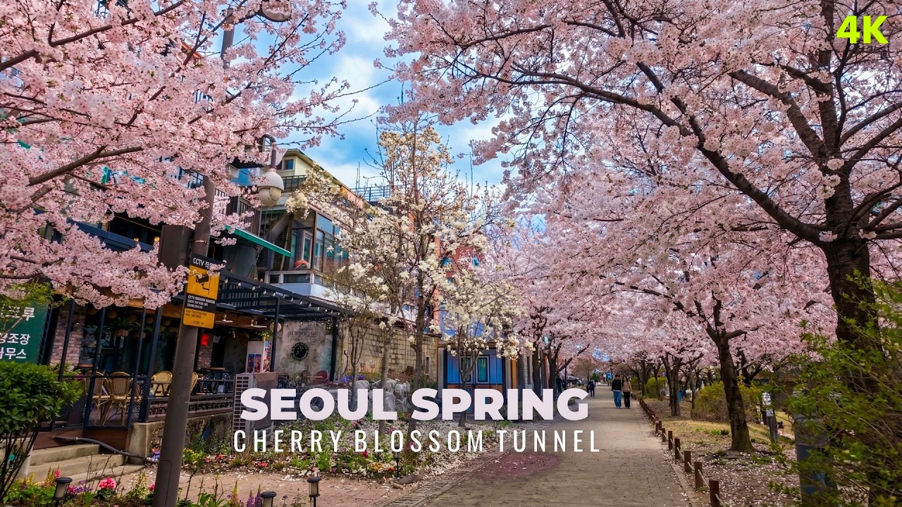 Gyeongui Line Forest Park: 2026 Seoul Cherry Blossom Walk 🌸 | 4K HDR