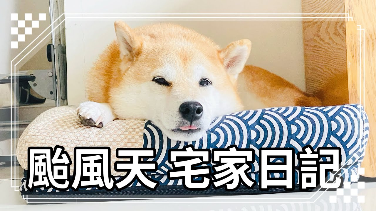 Cozy Typhoon Day with Pets 🌧️🏠 颱風天宅家日記 (Relaxing Vlog)