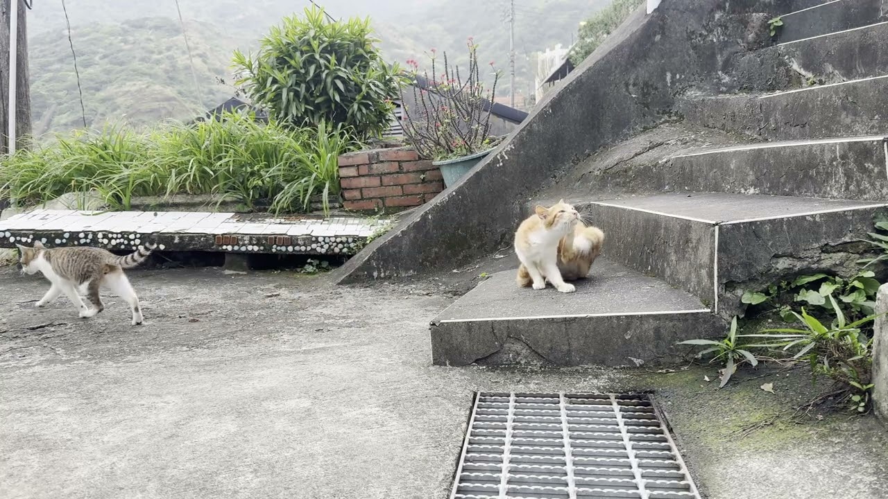水南呑の裏横道にいた猫さんたち3