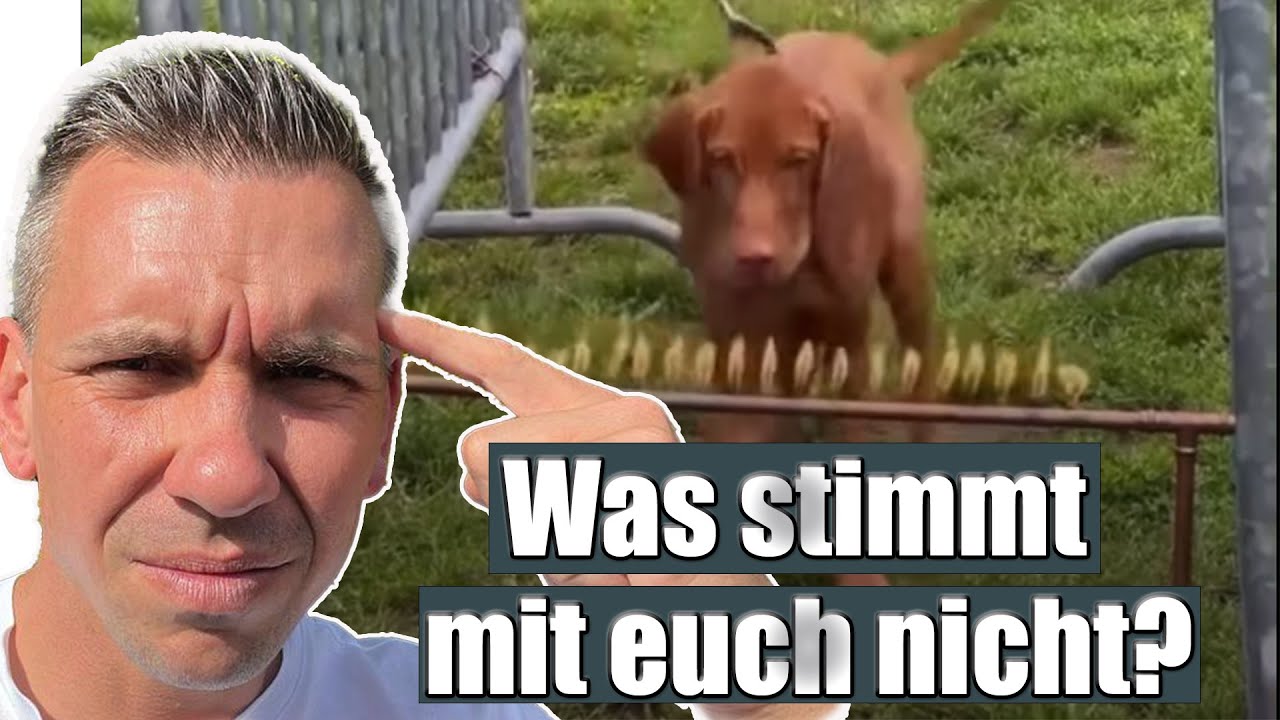 Tierquälerei in Hundeschule? So stehe ich dazu..