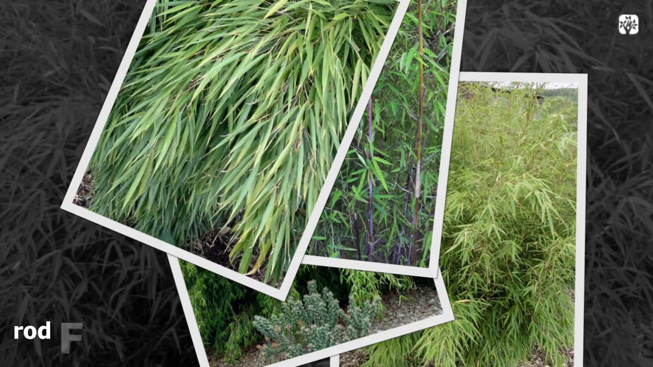 Mrazuvzdorné bambusy - Výsadba - Záhradník LUKAS