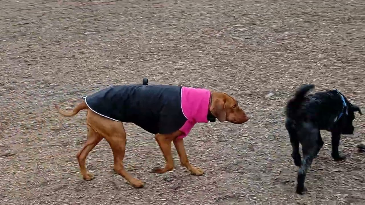 Live puppy dog park having fun ASMR 