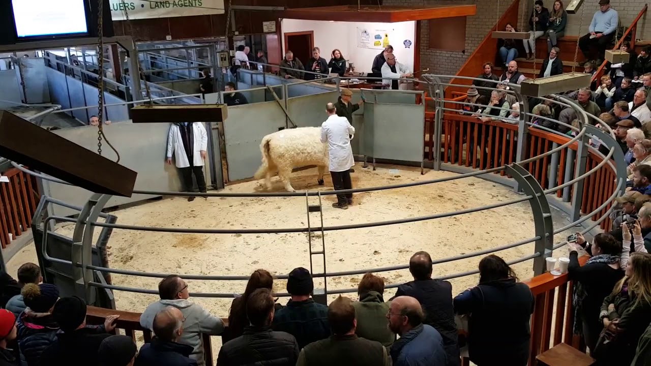 Belted Galloway and White Galloway Show & Sale (1)