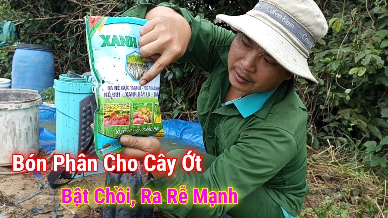 Cách Bón Phân Cho Cây Ớt Sau 10 Ngày Trồng Bật Chồi, Ra Rễ Mạnh | Dõm Ba Bi #13