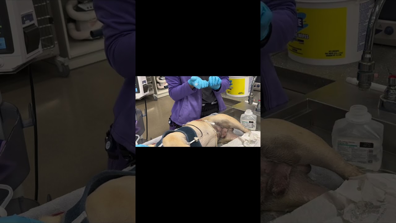 Urinary obstruction in a dog