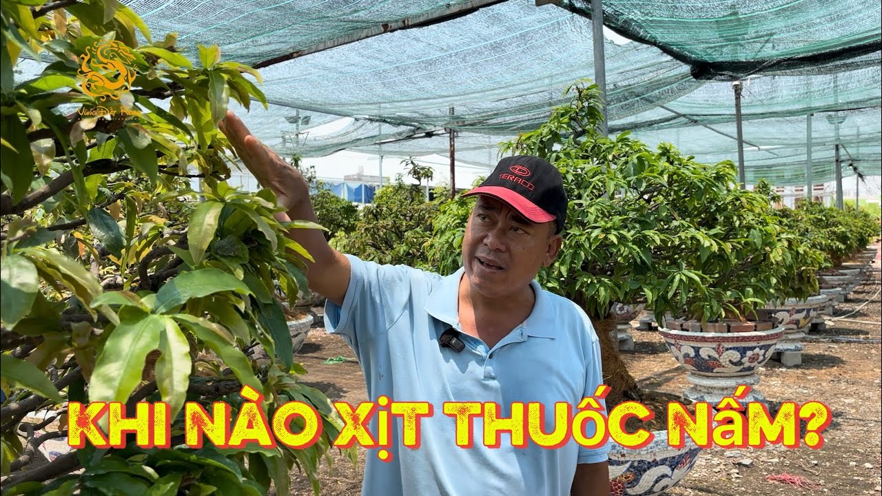 🐉Vườn Mai Phương B&igrave;nh hướng dẫn thời điểm xịt thuốc nấm cho c&acirc;y Mai V&agrave;ng|V&ugrave;ng Đất Rồng 