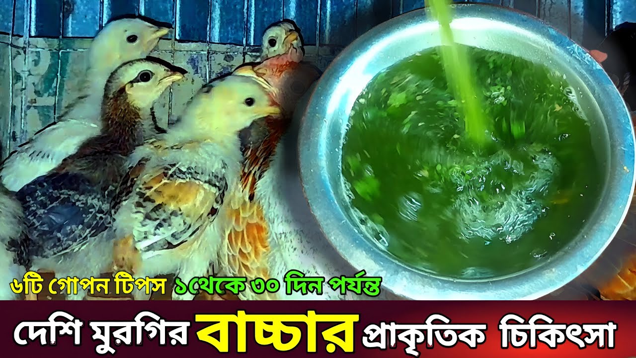 ১ থেকে ৩০ দিন পর্যন্ত দেশি মুরগির বাচ্চার প্রাকৃতিক চিকিৎসা | desi murgi palan
