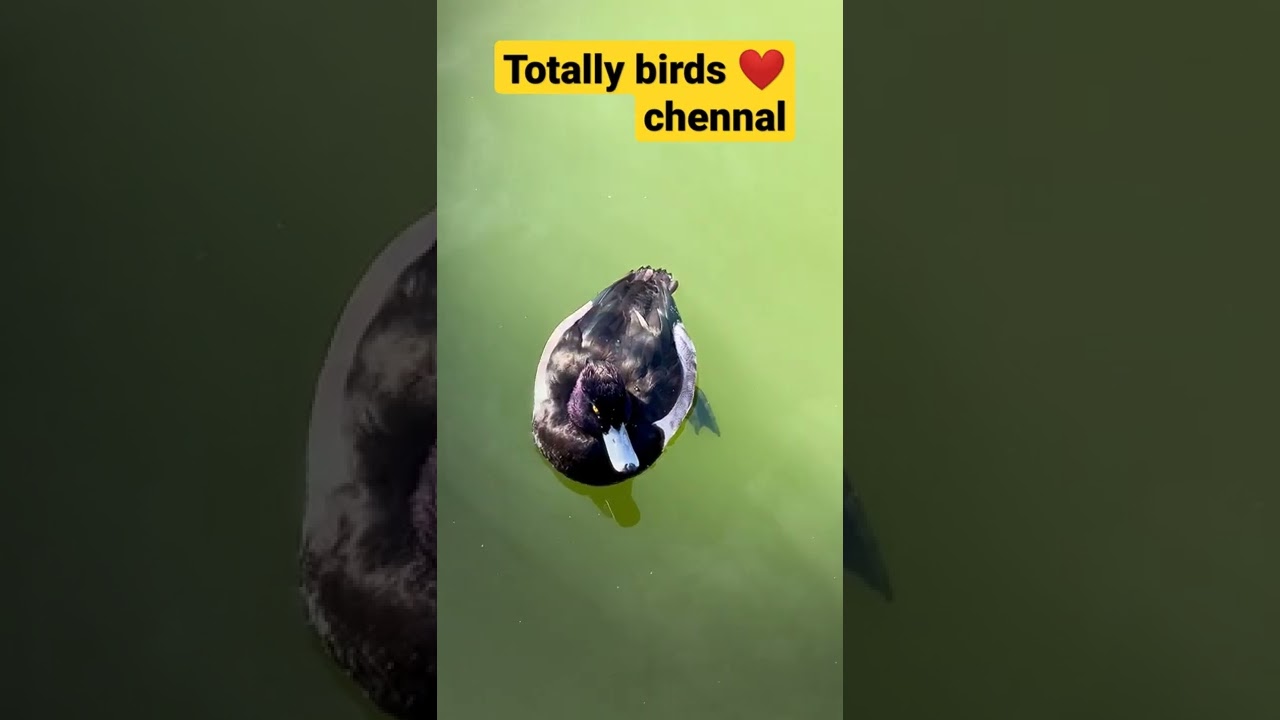 #viral #totalbirds #shorts