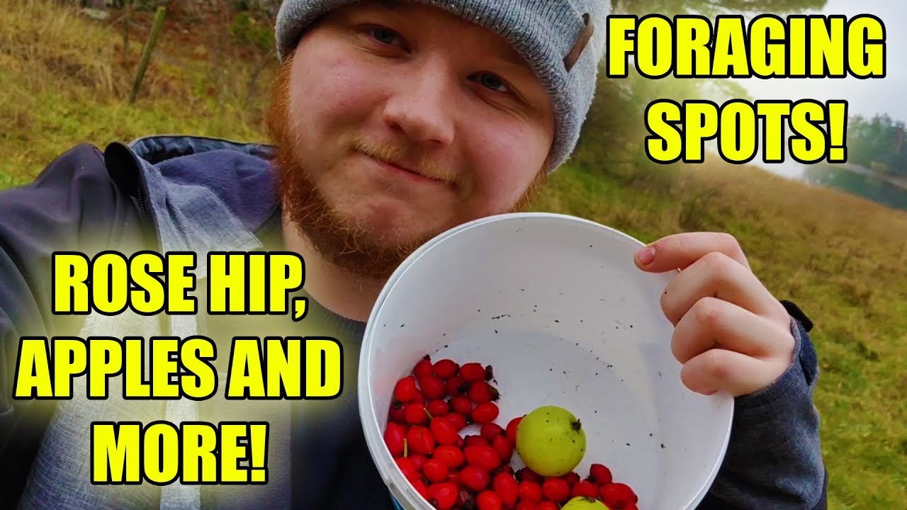 Foraging For Food! Rose Hips, Wild Apples And More!