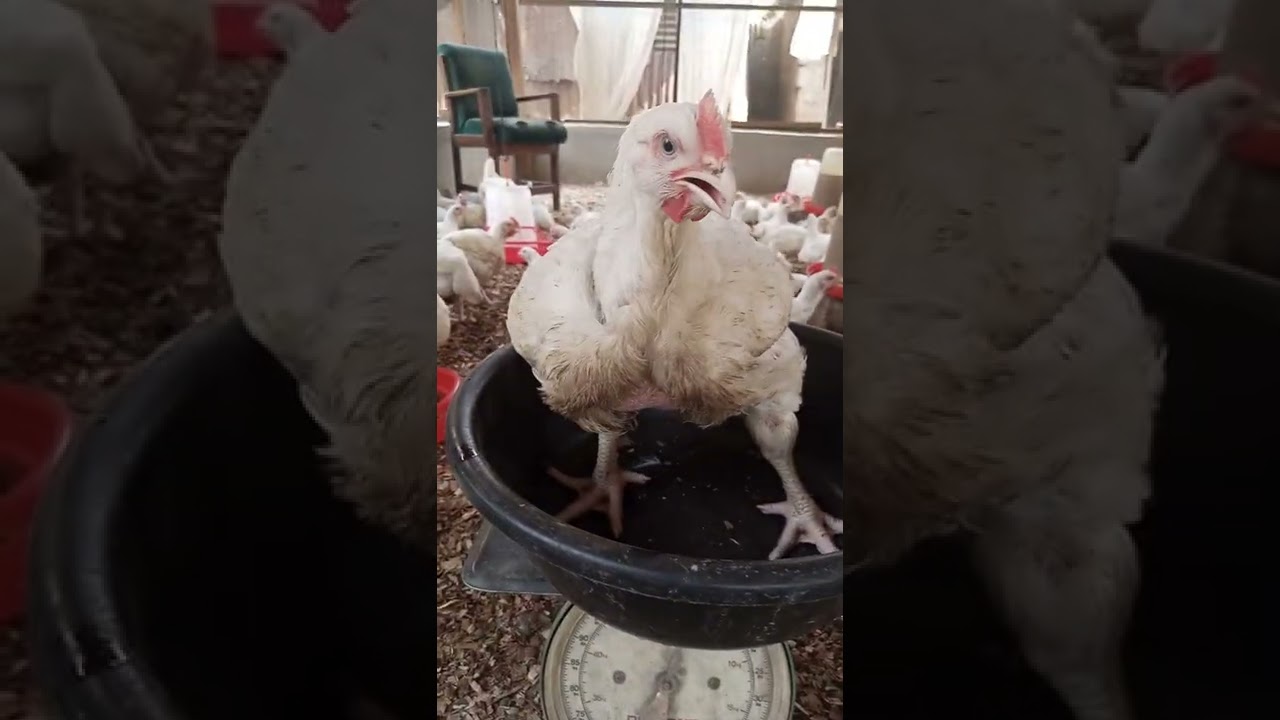 08033193602 result of using BSF prepupaes to feed our Broilers under six weeks