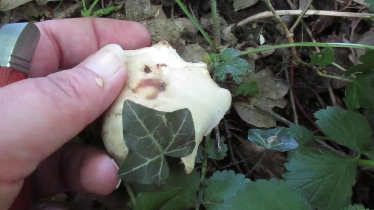 Prospection champignon st Georges ...