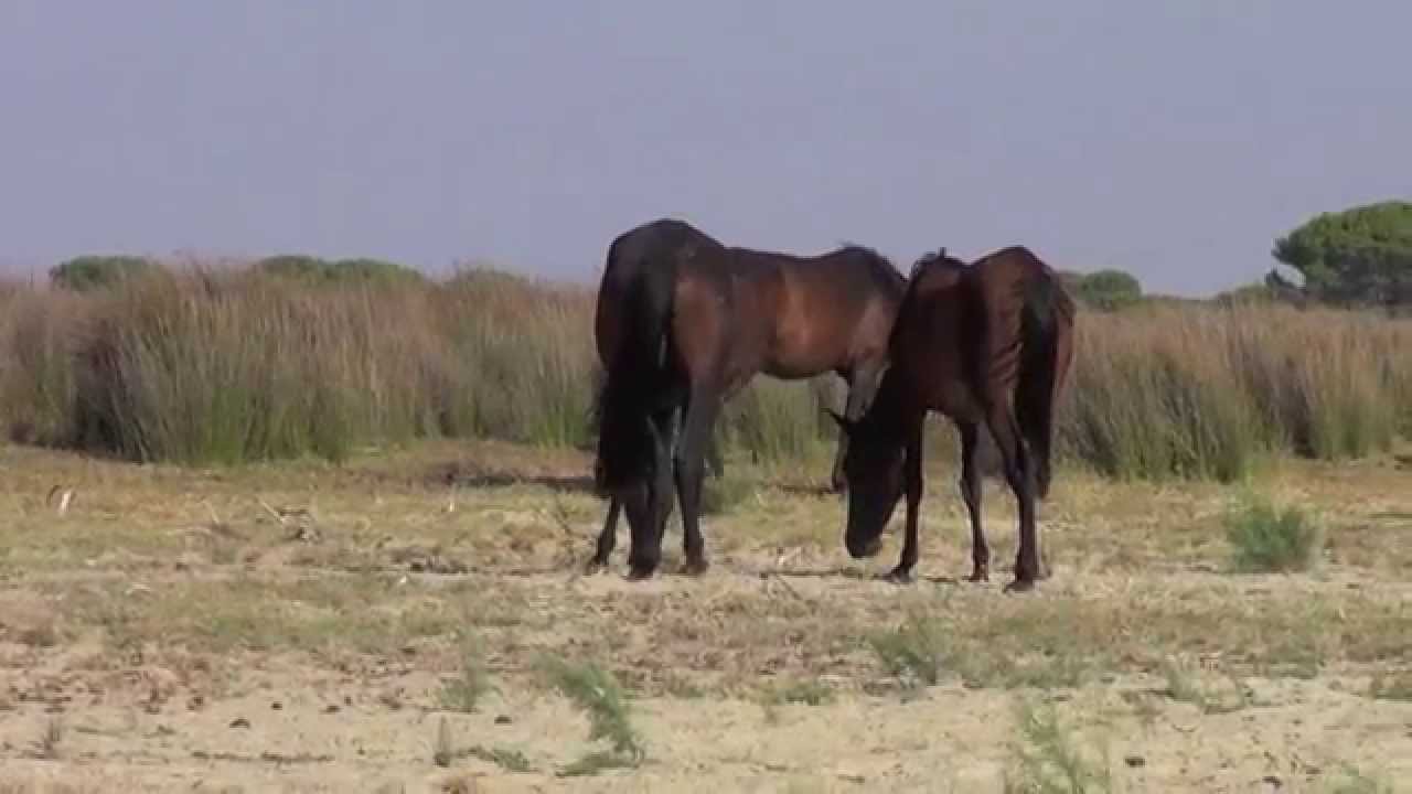 Wild Horses - observing a stallion and his behavior in a band