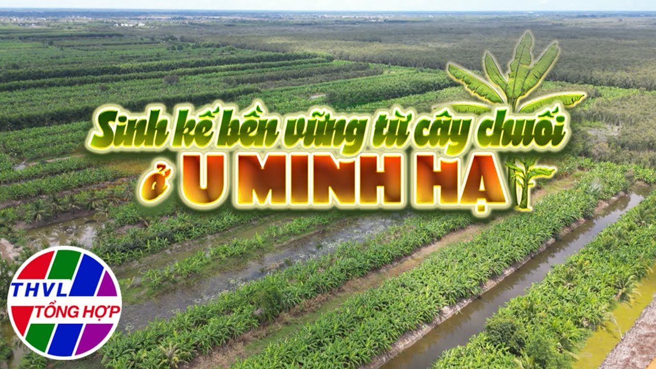 Nhịp sống đồng bằng: Sinh kế bền vững từ cây chuối ở U Minh Hạ