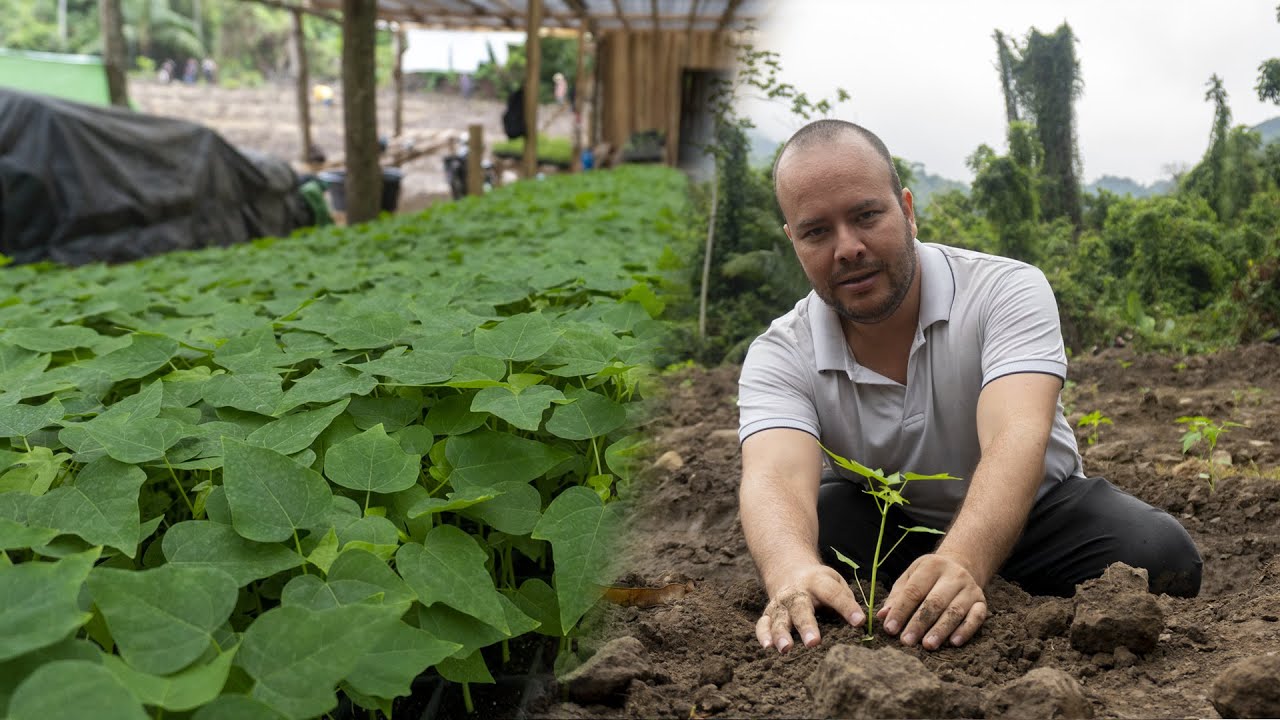Asi es la siembra del cultivo de papaya