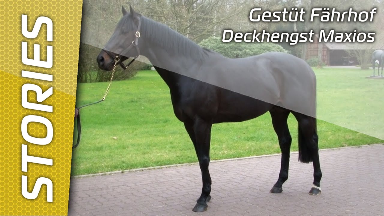 Gestüt Fährhof - Deckhengst Maxios