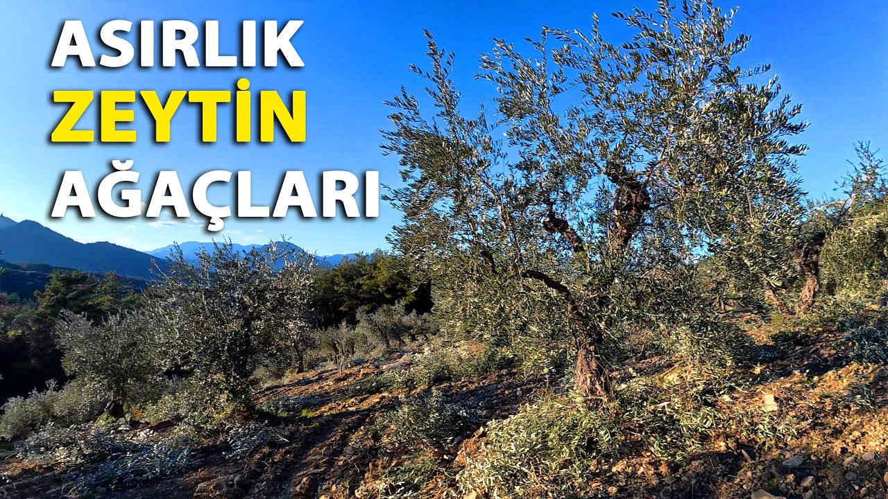 Gençleştirme Yapılan Yaşlı Ağaçlarda Terbiye Budaması