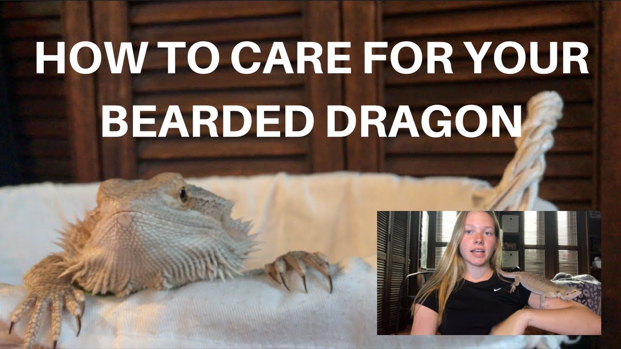 HOW TO CARE FOR YOUR BEARDED DRAGON! | A BEGINNERS GUIDE
