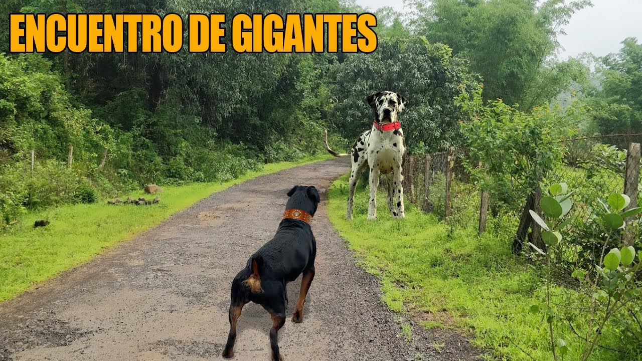 DODO ALEMAN frente a ROTTWEILER - encuentro de gigantes