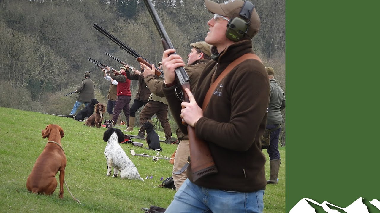 How to teach gundogs on a summer simulated game day