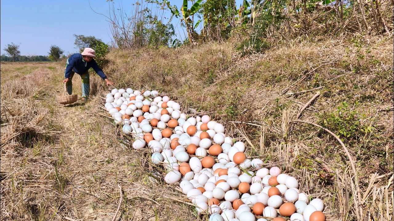 Wow wow wow! A female fisherman either lays eggs in a rice field or lays many eggs.