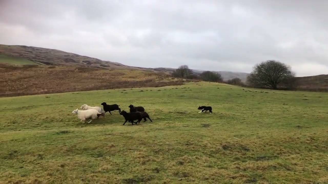 Jock - video 1 of 4 Skipton 27/02/2026